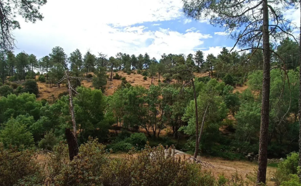 Detalle del terreno en venta en la Sierra de Guadarrama